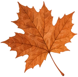 Ahornblatt